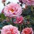 Rosa Aloha Kordes Climbing Rose, beautifully scented flowers, vigorous climber, buy online with UK delivery