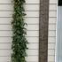 Rosa Amadeus Climbing Red Rose 2-2.5 m buy online UK.
