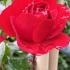 Rosa Amadeus flowering, beautiful close up of this Climbing Red Rose