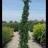 Rosa American Pillar Rambling Rose 2-2.5 m buy online UK.