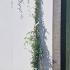 Rosa Banksiae Alba - Climbing Rose 2-2.25 m buy online UK.