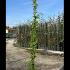 Rosa banksiae Lutea 1.75-2 m buy online UK.