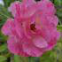 Rosa Banksiae Rosea or Banks Rose Rosea is a Pink Rambling Rose. Buy online UK delivery.