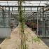 Rosa Banksiae Rosea Pink Rambling Rose 2-2.5 m buy online UK.