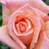 Rosa Barock climbing rose with apricot-colored flowers