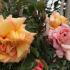 Apricot Rosa Barock Climbing Rose showing flowers and buds