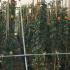 Rosa Barock Climbing Rose plants for sale online, Paramount Plants UK