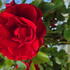 Rosa Crimson Shower climbing rose with cascading crimson red flowers