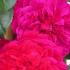 Rosa Florentina climbing rose with red flowers