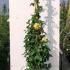 Rosa Golden Gate Rose 2-2.5 m buy online UK.
