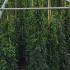 Rosa Heidetraum Plus Rose Climber 2-2.5 m buy online UK.