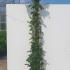 Rosa Jasmina Korcentex Climbing Rose 2-2.5 m buy online UK.