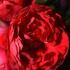 Florentina Rose. Kordes Climbing Rose Florentina buy online with UK delivery