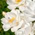 Rosa Moonlight Rose - Original White Flowering Hybrid Musk Rose