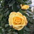 Rosa Moonlight or Rose Moonlight
