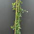 rnd 1-1.25 m buy online UK.