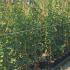 rnd 1.5-1.75 m buy online UK.