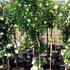 rnd 2-2.5 m buy online UK.