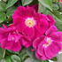 Rosa Night Owl Climbing Rose 
