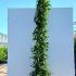 Rosa Rambling Rector Rambling Rose 2-2.5 m buy online UK.