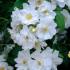 Rosa Rambling Rector is a spectacular rambling rose, wonderful scent and profuse semi double flowers - will clamber up and over trees, pergolas - buy UK