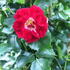Rosa Rambling Rosie or Rose Rambling Rosie