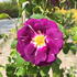 Rosa Rhapsody in Blue or Floribunda Bush Rose