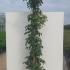 Rosa Rosanna Climber Rose 2-2.5 m buy online UK.