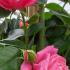 Rosa Rosanna climbing rose with pink flowers