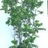 Rosa Rugosa Alba White Rose 60-70 cm buy online UK.