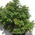 Rosa rugosa Rubra Pink Rose 80-100 cm buy online UK.