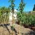 Rosa Santana or Santana Climbing Rose 3-3.5 m buy online UK.