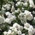 Rose Snow Princess. Rose Climbing Snow Princess buy UK delivery.