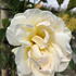 Rosa Uetersener Klosterrose Climbing Rose
