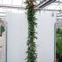 Rosa Veilchenblau Rambling Rose 2-2.5 m buy online UK.
