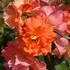 Rosa Westerland is an award winning medium size rose shrub with beautiful orange blooms, buy online UK