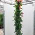 Rosa Westerland or Korwest Rose 2-2.5 m buy online UK.