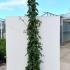Rose Blaze Superior Climbing Rose 2-2.5 m buy online UK.