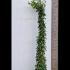 Rose Climbing Snow Princess 2-2.5 m buy online UK.