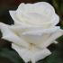 Rosa Silver Anniversary. Silver Anniversary Rose Buy online with UK delivery.