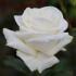 Rosa Silver Anniversary. Silver Anniversary Rose Buy online with UK delivery.