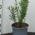Rosemary 10-15 cm buy online UK.