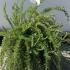 Rosmarinus officinalis Prostratus Group 30-40 cm buy online UK.