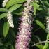 Rostrinucula Dependens Happy Cascade