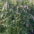 Rostrinucula Dependens Happy Cascade 1-1.25 m buy online UK.