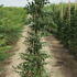 rcb 2-2.5 m buy online UK.