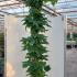 Rubus Idaeus Fallgold Raspberry 1.75-2 m buy online UK.