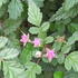 Ghost Bramble in Flower