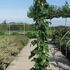 rte 1.5-1.75 m buy online UK.