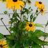 Rudbeckia Fulgida Goldsturm 10 cm buy online UK.